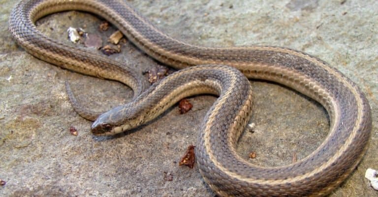 Smallest Snakes: Lined Snake