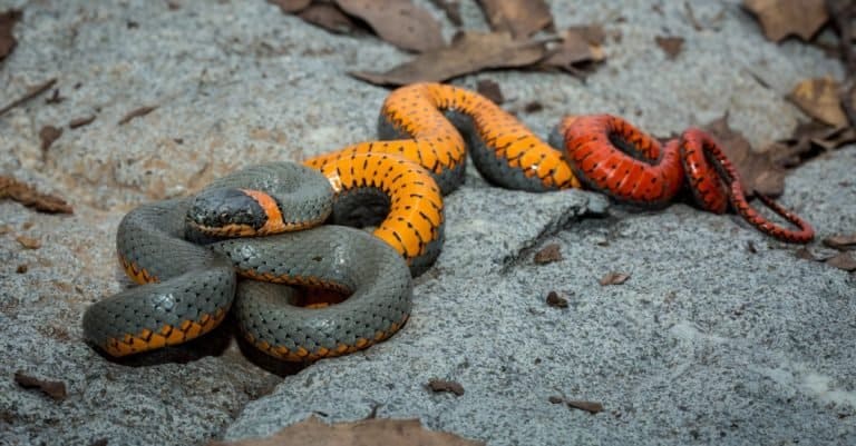Smallest Snakes: Ringneck Snake