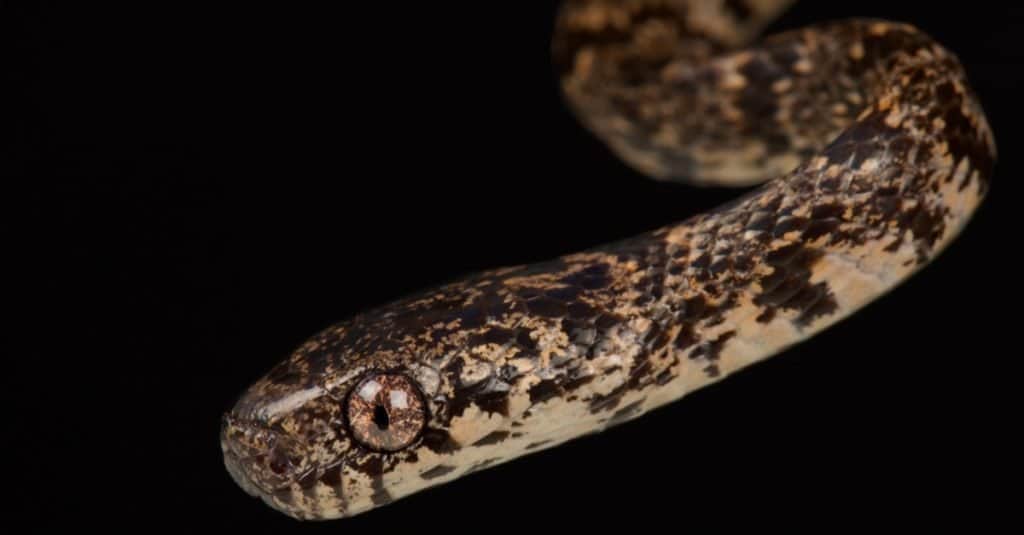 Serpientes más pequeñas: Devorador de caracoles abigarrado
