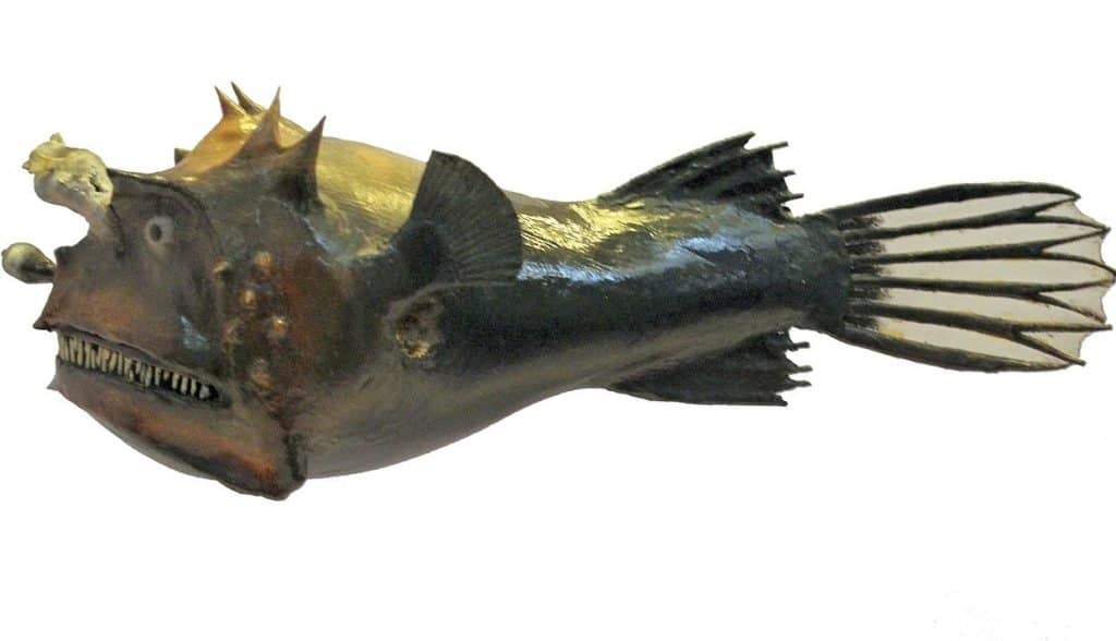 Loài cá nhỏ nhất thế giới: Photocorynus spiniceps