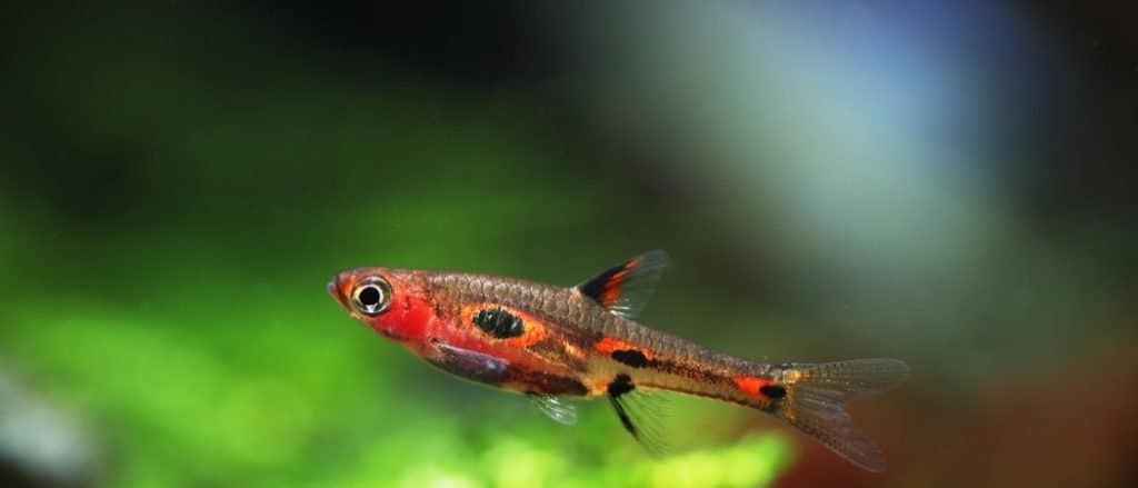 Smallest fish in the world