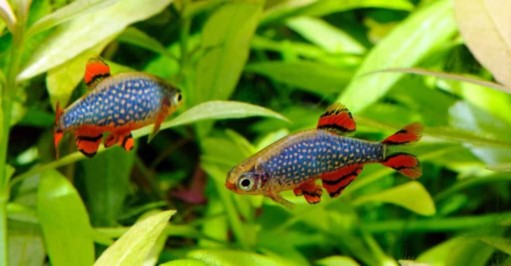 Smallest fish in the world: Celestial Pearl Danio