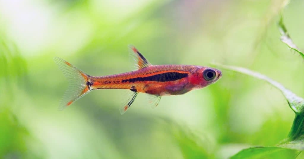 Chili rasboras are tiny which makes them one of the few fish appropriate for a 5-gallon tank.