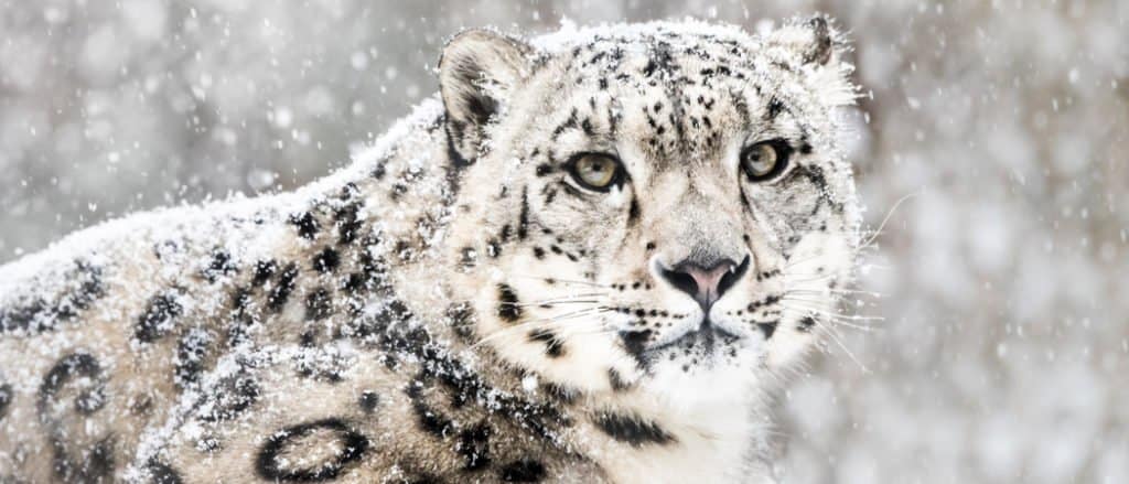 Snow Leopard