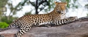 Leopard Back Flips in a Tree to Catch Prey – Yes, a Tree! Picture