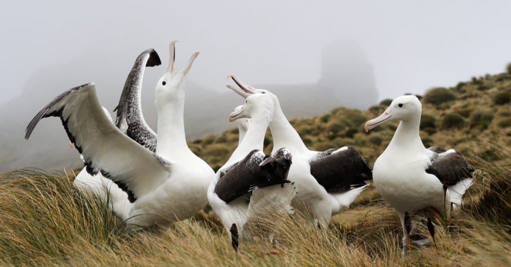 The Southern Royal Albatross only lays one to two eggs each year.