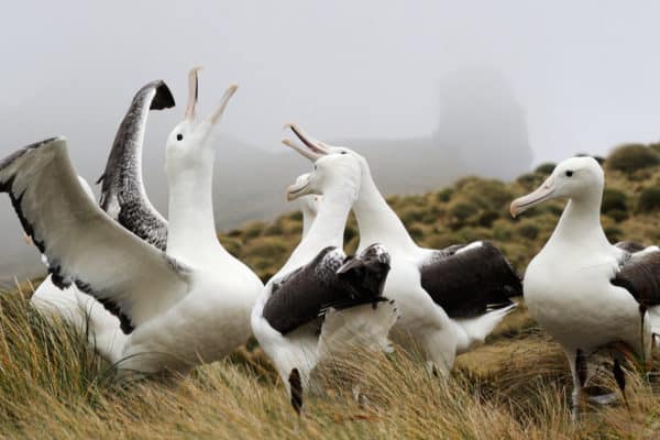 The Southern Royal Albatross only lays one to two eggs each year.
