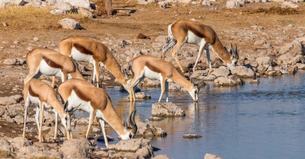 A herd of springbok ( Antidorcas Marsupialis) drinking at a water hole, Etosha National Park, Namibia.