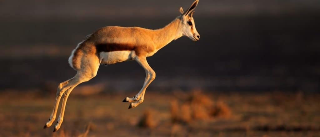 Springbok antelope (Antidorcas marsupialis) jumping, South Africa