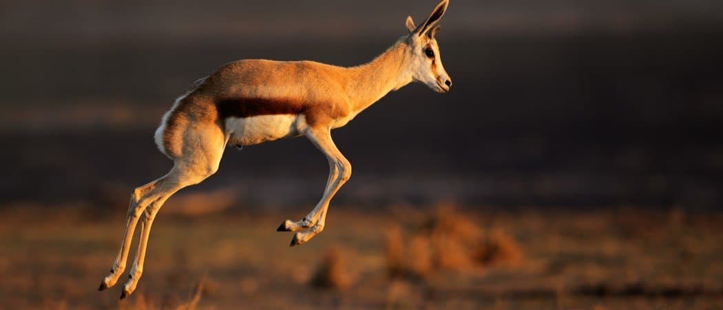 Springbok Animal Facts | Antidorcas marsupialis - AZ Animals