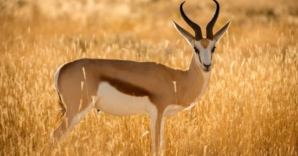 A watchful springbok at sunrise in the Etosha national Park in Namibia.