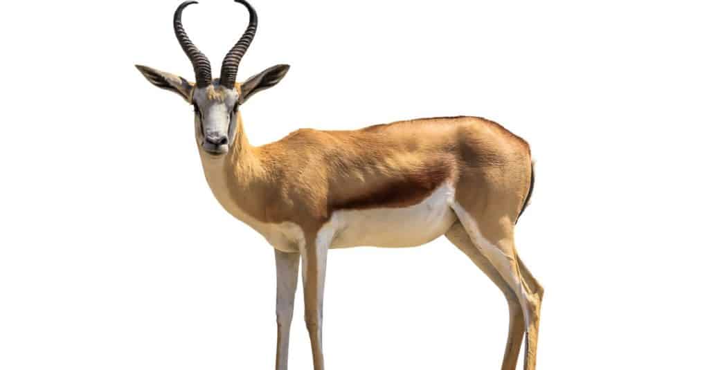 Springbok, Antidorcas marsupialis, isolated on white background.