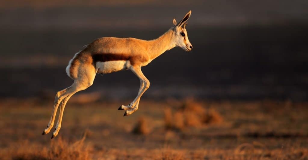 Springbok antelope (Antidorcas marsupialis) jumping, South Africa