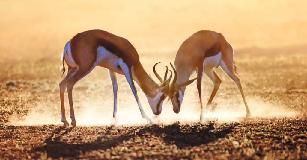 Springbok males duel in the dust of the Kalahari desert, South Africa.