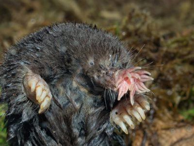 A Star-nosed mole