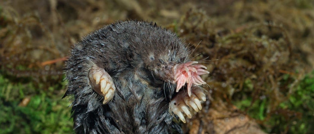 Star-nosed mole Animal Facts | Condylura cristata - AZ Animals