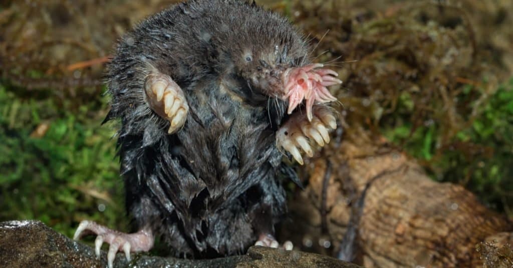Star-nosed mole sitting outside on a rock.