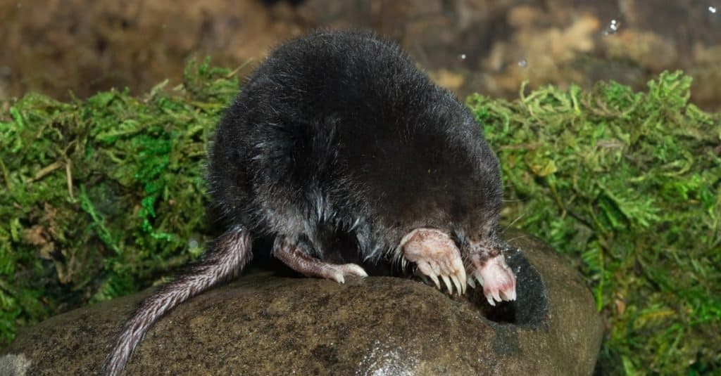 Star-nosed mole looking for food in the open.