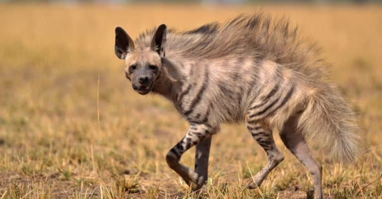 Indian Striped Hyena in a field