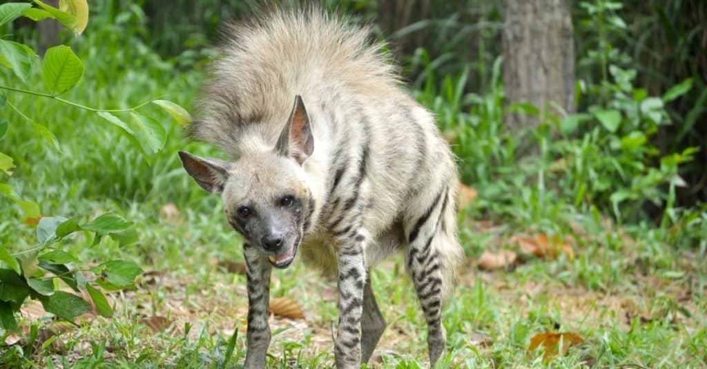 Striped hyenas have a broad head with dark eyes, a thick muzzle, and large, pointed ears.