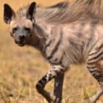 Striped hyena
