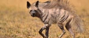 What Is The Bite Force Of A Hyena? Picture