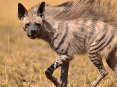 A Striped Hyena