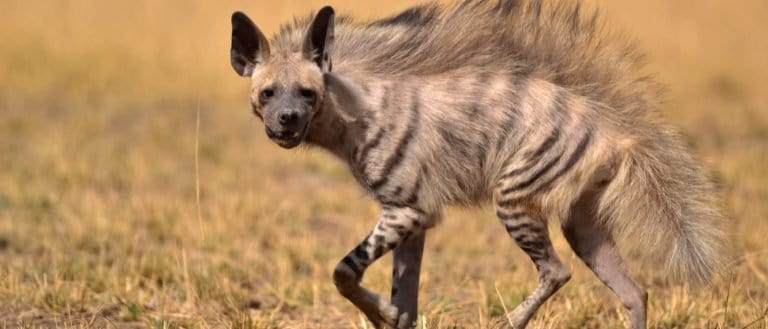 Indian striped hyena