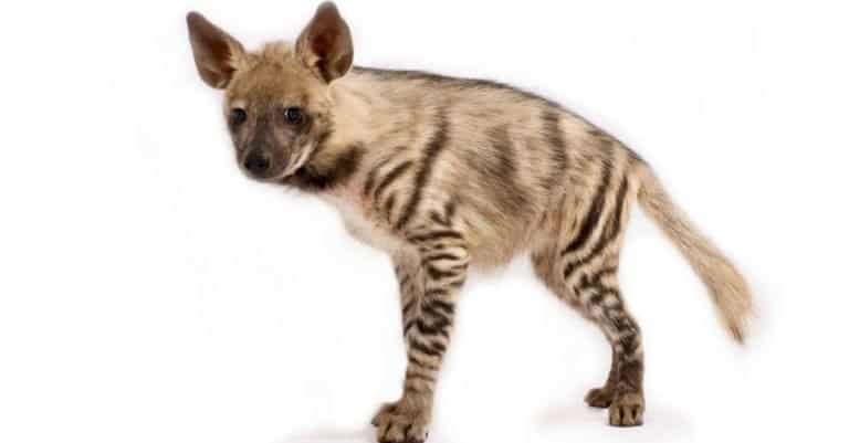 Striped Hyena isolated on white background