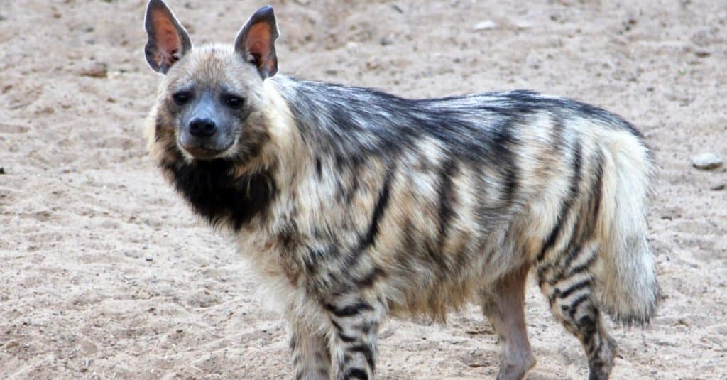 Portrait of striped hyena (Hyaena hyaena)