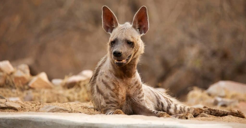 Striped Hyena resting on sand in India