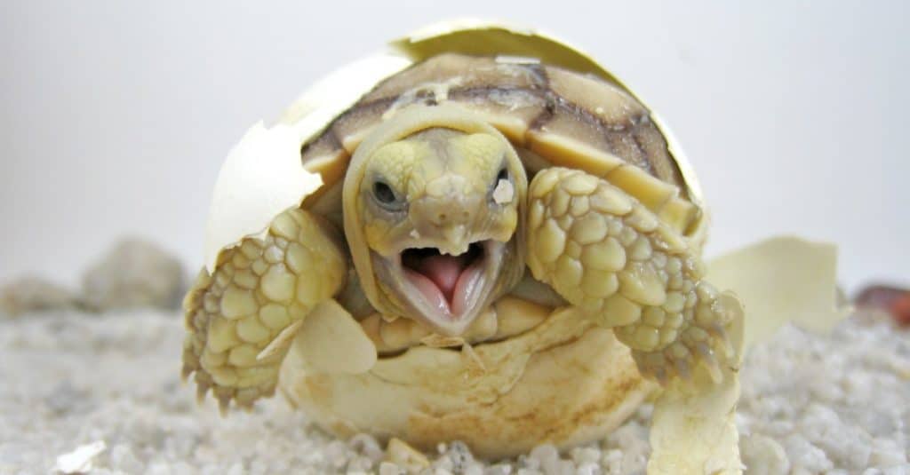 Baby Sulcata tortoise hatching (African spurred tortoise)