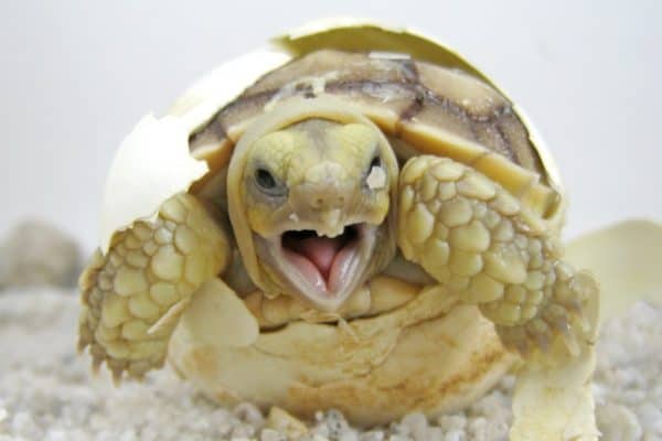 Baby Sulcata tortoise hatching (African spurred tortoise)