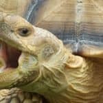 Sulcata Tortoise yawning