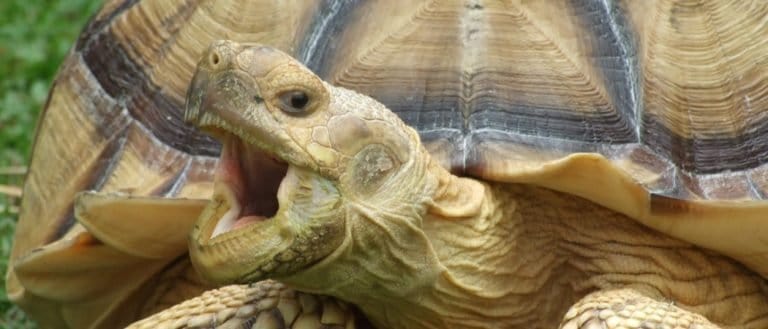 Sulcata Tortoise yawning