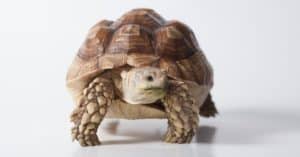 10 Incredible Sulcata Tortoise Facts Picture