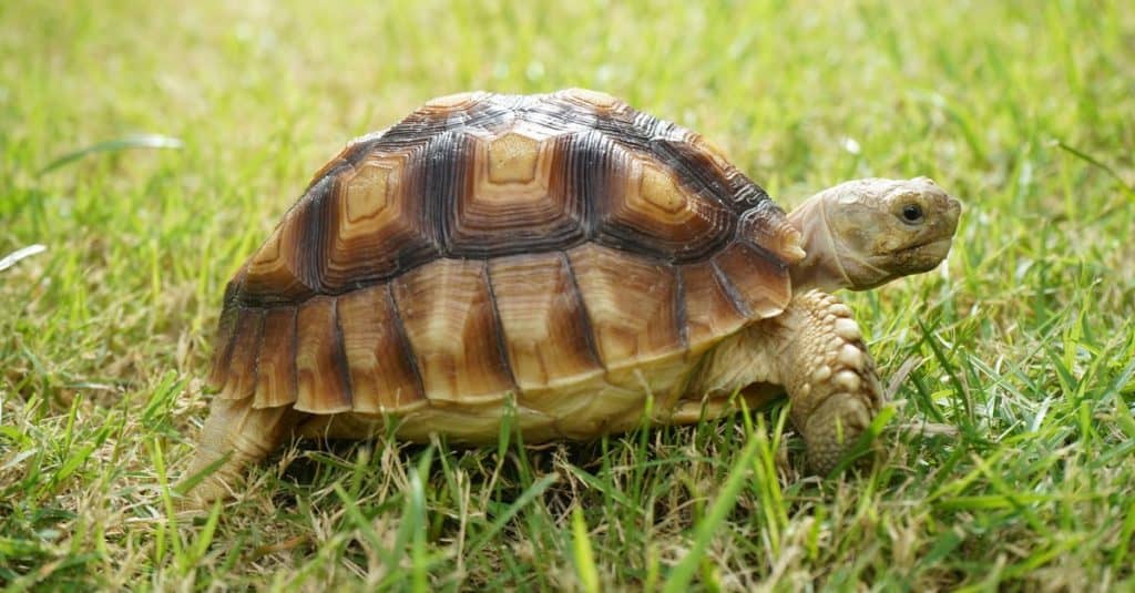 Baby sulcata tortoise walking on grass (Centrochelys sulcata)