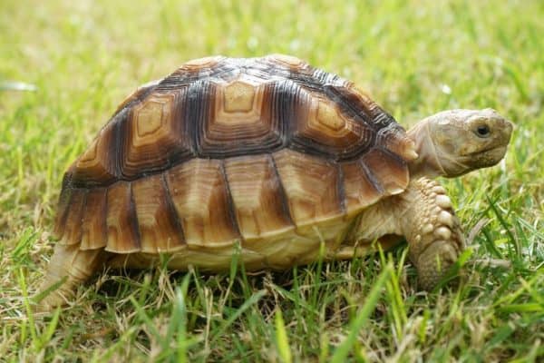 Sulcata tortoise walking on grass (Centrochelys sulcata)