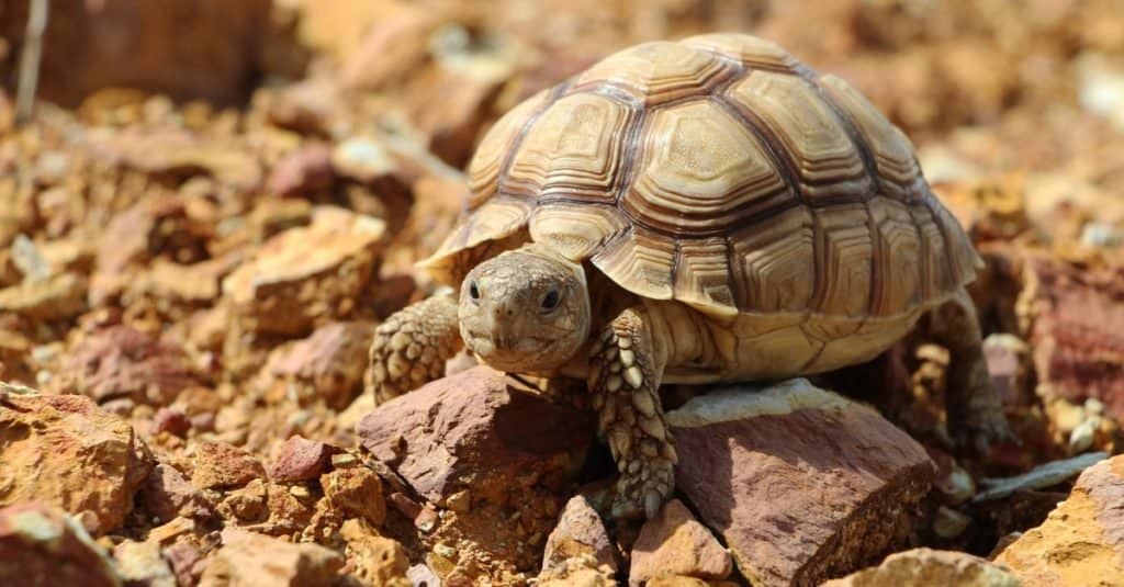 Baby Sulcata Tortoise in the African desert, walking on rocks.