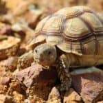 Sulcata Tortoise in the African desert, walking on rocks.