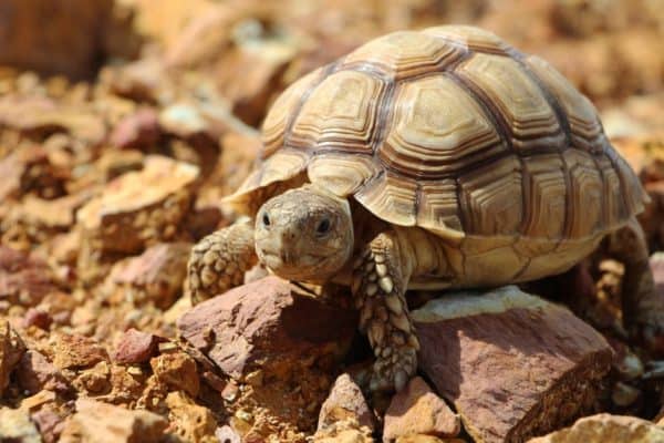Sulcata Tortoise in the African desert, walking on rocks.