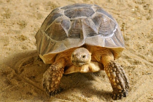 Closeup of Sulcata Tortoise (African Spurred Tortoise) seen face to face and walking on sand.