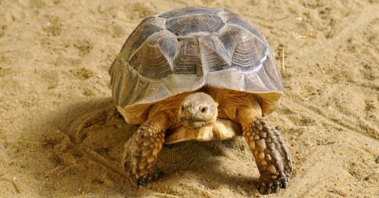Closeup of Sulcata Tortoise (African Spurred Tortoise) seen face to face and walking on sand.