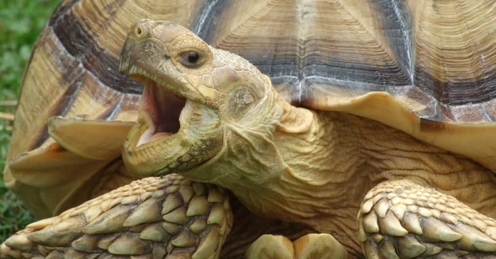 Sulcata Tortoise, or Africa spurred tortoise yawning