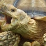 Sulcata Tortoise or Africa spurred tortoise yawning