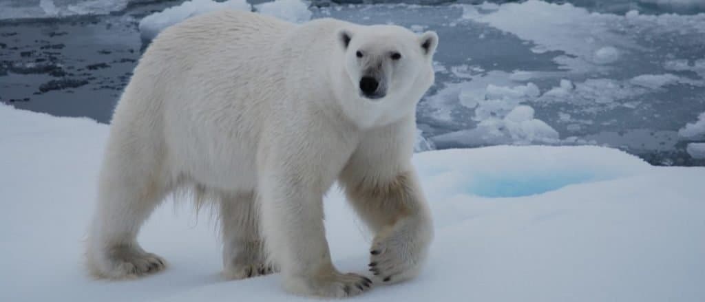 Animals in Svalbard And Jan Mayen