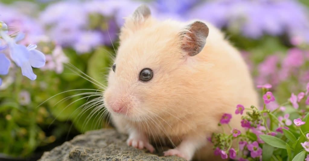 Hamster syrien dans un jardin fleuri