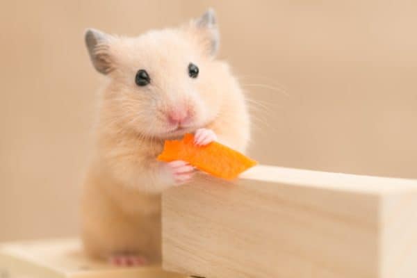 Syrian Hamster eating a carrot on building blocks.