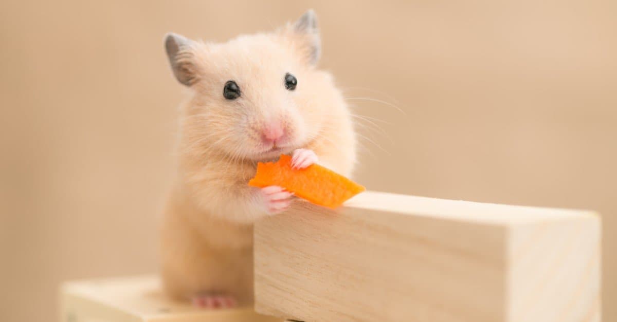 Syrian Hamster eating a carrot on building blocks..