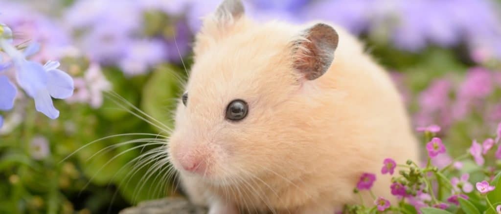Syrian Hamster close-up